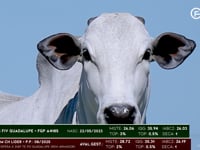 Lote 03
