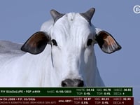 Lote 23