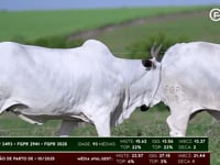 Lote 127