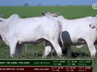 Lote 31