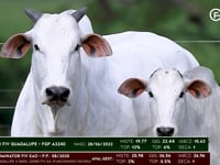 Lote 37