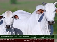 Lote 55