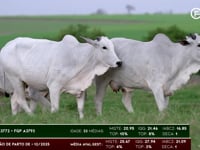 Lote 56