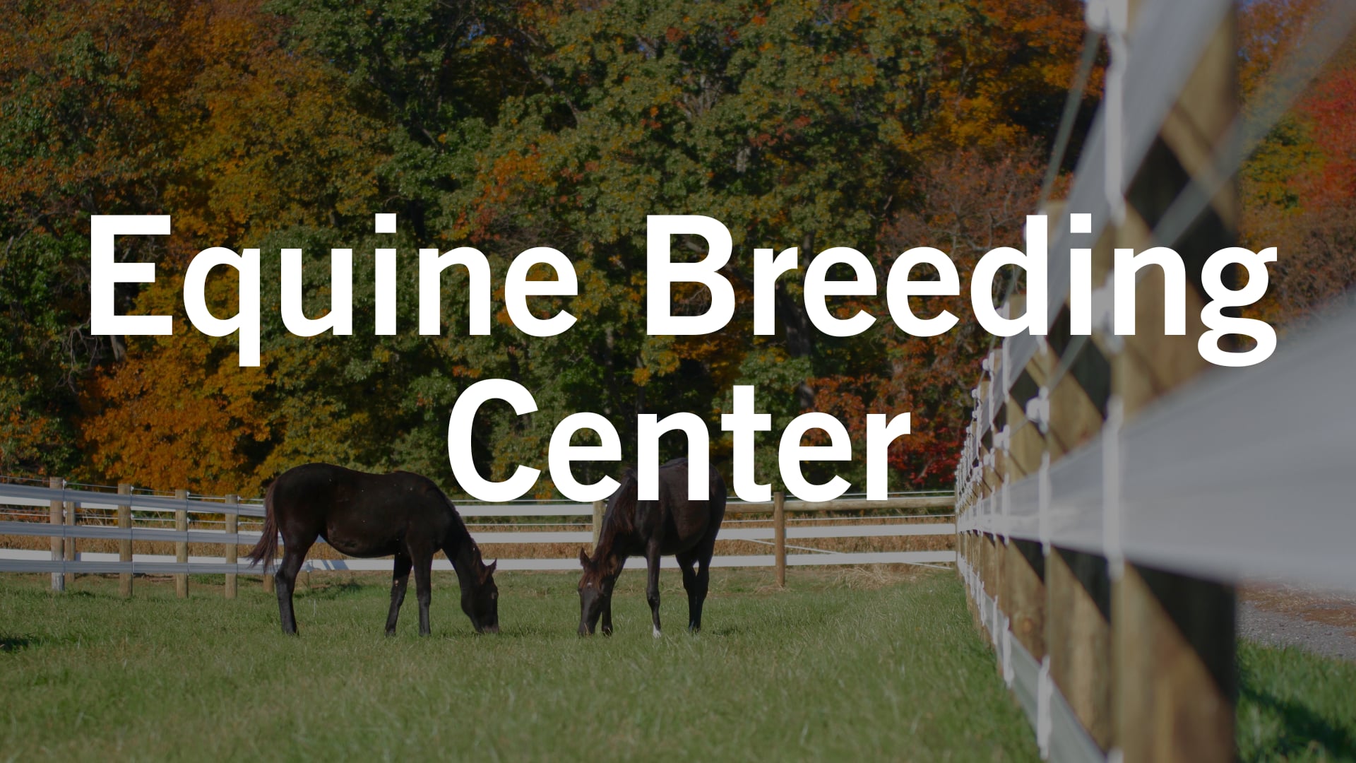 Equine Breeding Center - Delaware Valley University