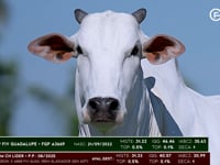 Lote 58