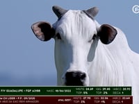 Lote 63
