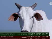 Lote 65