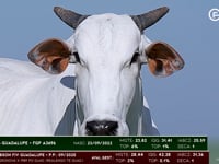 Lote 66