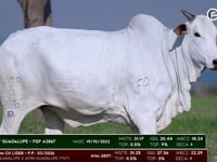 Lote 70