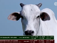 Lote 73