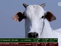 Lote 74