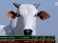 Lote 75