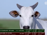 Lote 76