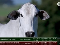 Lote 78