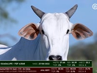 Lote 79