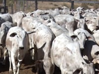 Lote 57