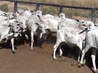 Lote 58