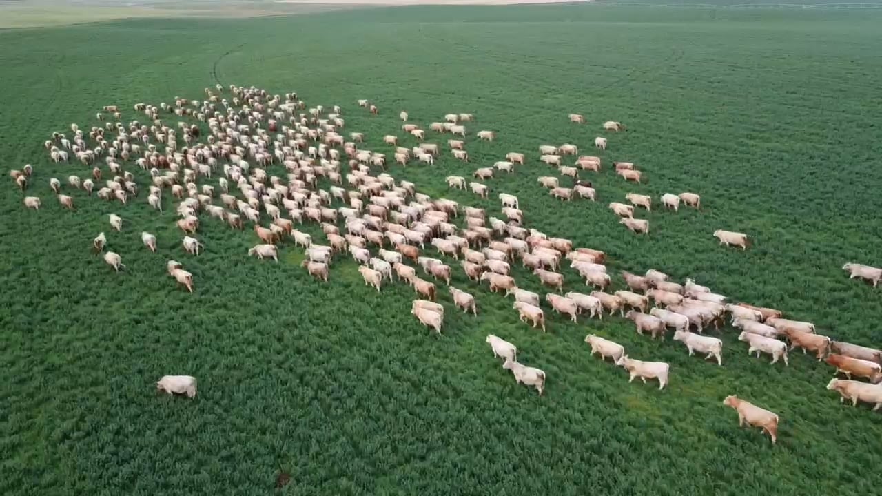 https://i.vimeocdn.com/video/2037263351-10b9949b7ab3bcfd22dad49c20631366db22412c62a5848e4b95f2295dde9d51-d