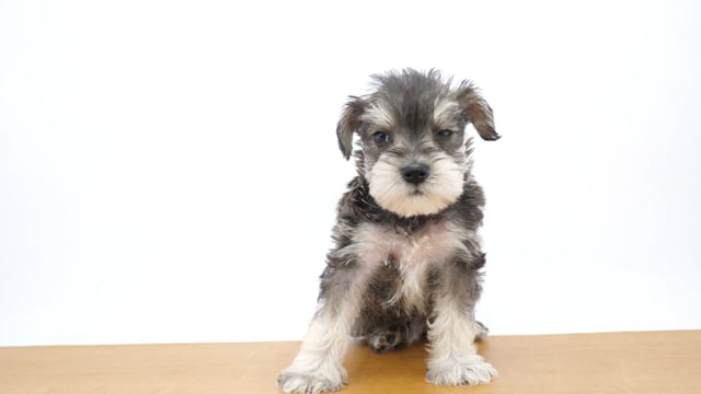 モールアート☆ミニチュアシュナウザー☆へそてん おつかれでつ…🤭 #へそてん犬 #最後は白目 #ベルココ #ベルココ