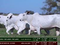 Lote 84