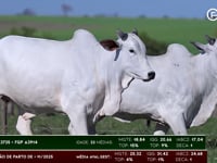 Lote 86