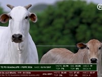 Lote 100