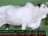 Lote 101