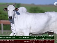 Lote 107
