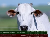 Lote 110