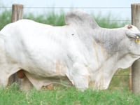 Lote A33