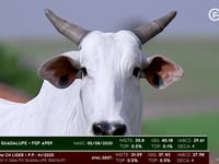 Lote 115
