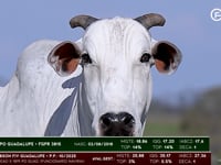 Lote 117