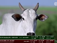 Lote 118