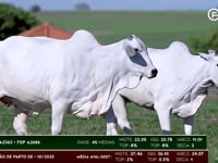 Lote 123