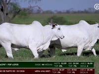 Lote 124