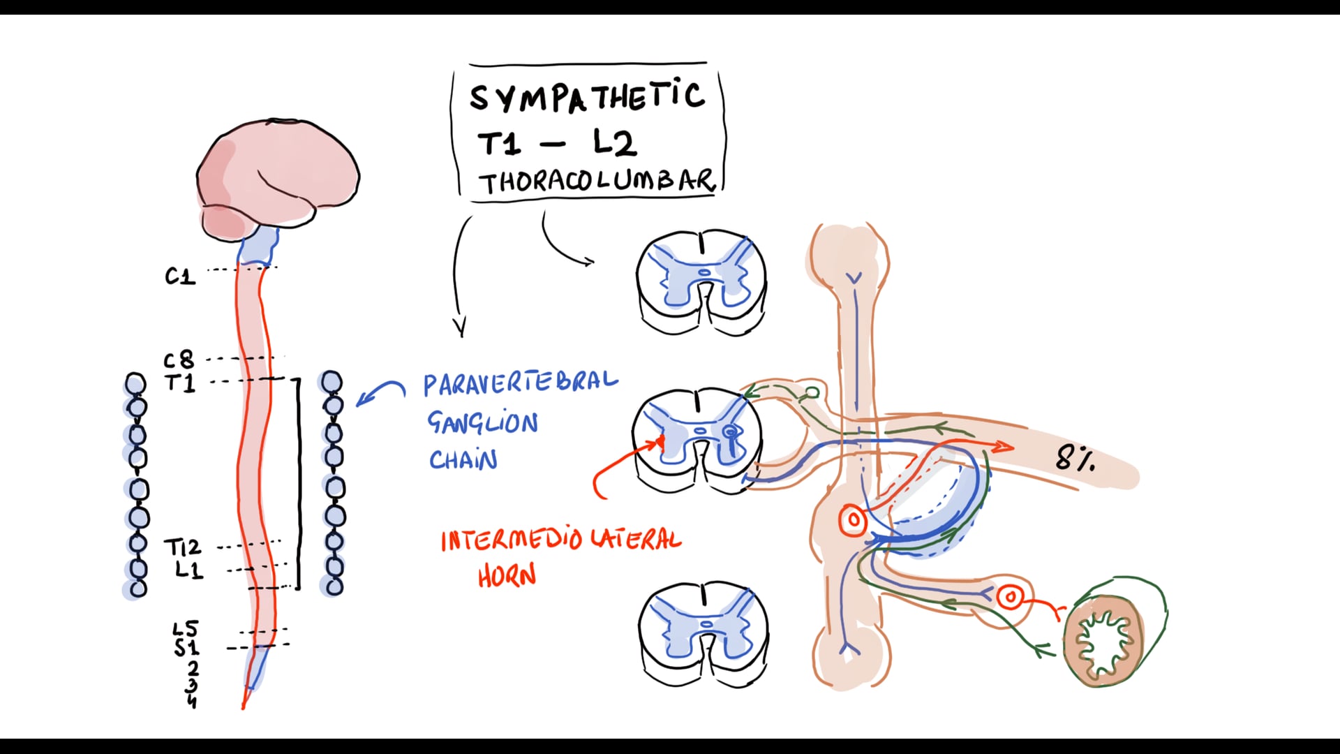 Effect of Angiotensin II on the Central Nervous System