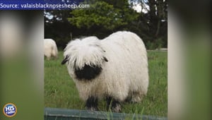 Introducing the Valais Blacknose Sheep