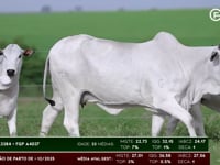 Lote 57