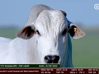 Lote 03