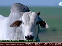 Lote 04