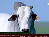 Lote 05