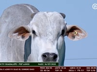Lote 06