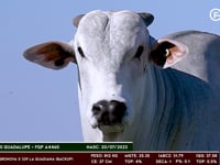 Lote 07