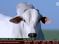 Lote 08