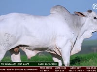 Lote 17