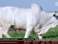 Lote 18