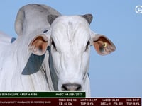 Lote 19