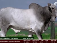 Lote 131