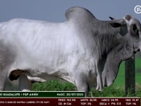 Lote 132