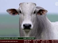 Lote 138
